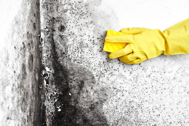 Best Local Mold Removal Service  in Neodesha, KS