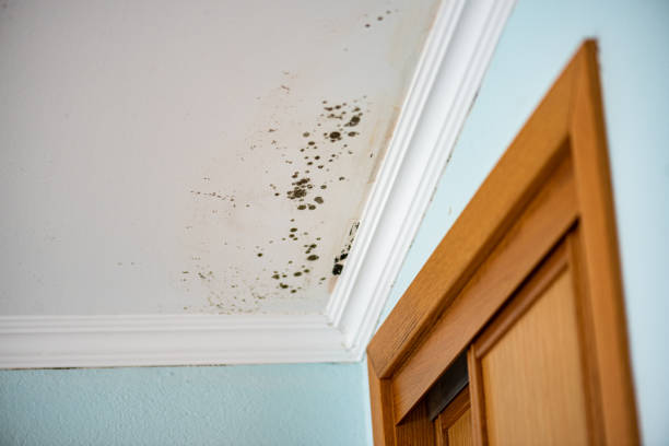 Best Affordable Mold Removal  in Neodesha, KS