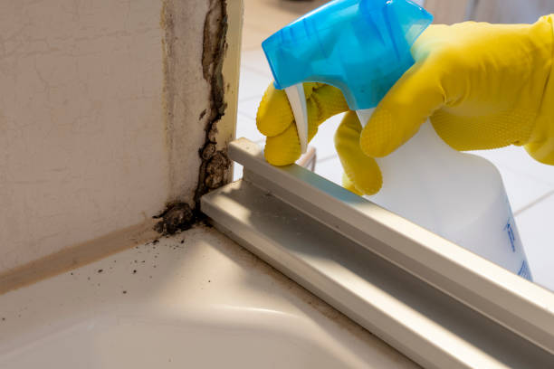 Office Mold Removal Services in Neodesha, KS