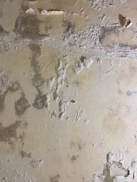 Best Water Damage Restoration  in Neodesha, KS