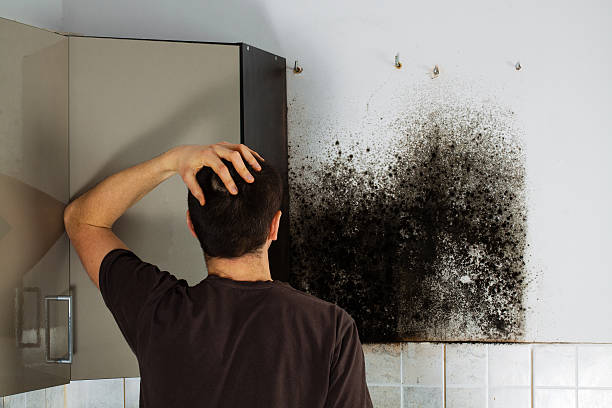 Mold Removal and Inspection in Neodesha, KS