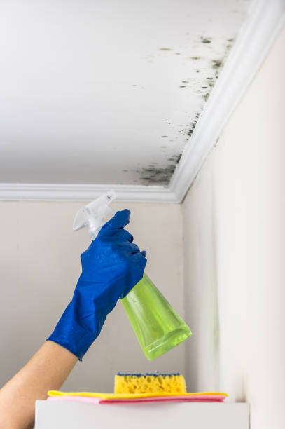 Best Black Mold Removal  in Neodesha, KS