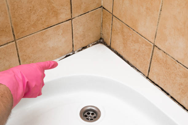 Best Professional Mold Removal  in Neodesha, KS
